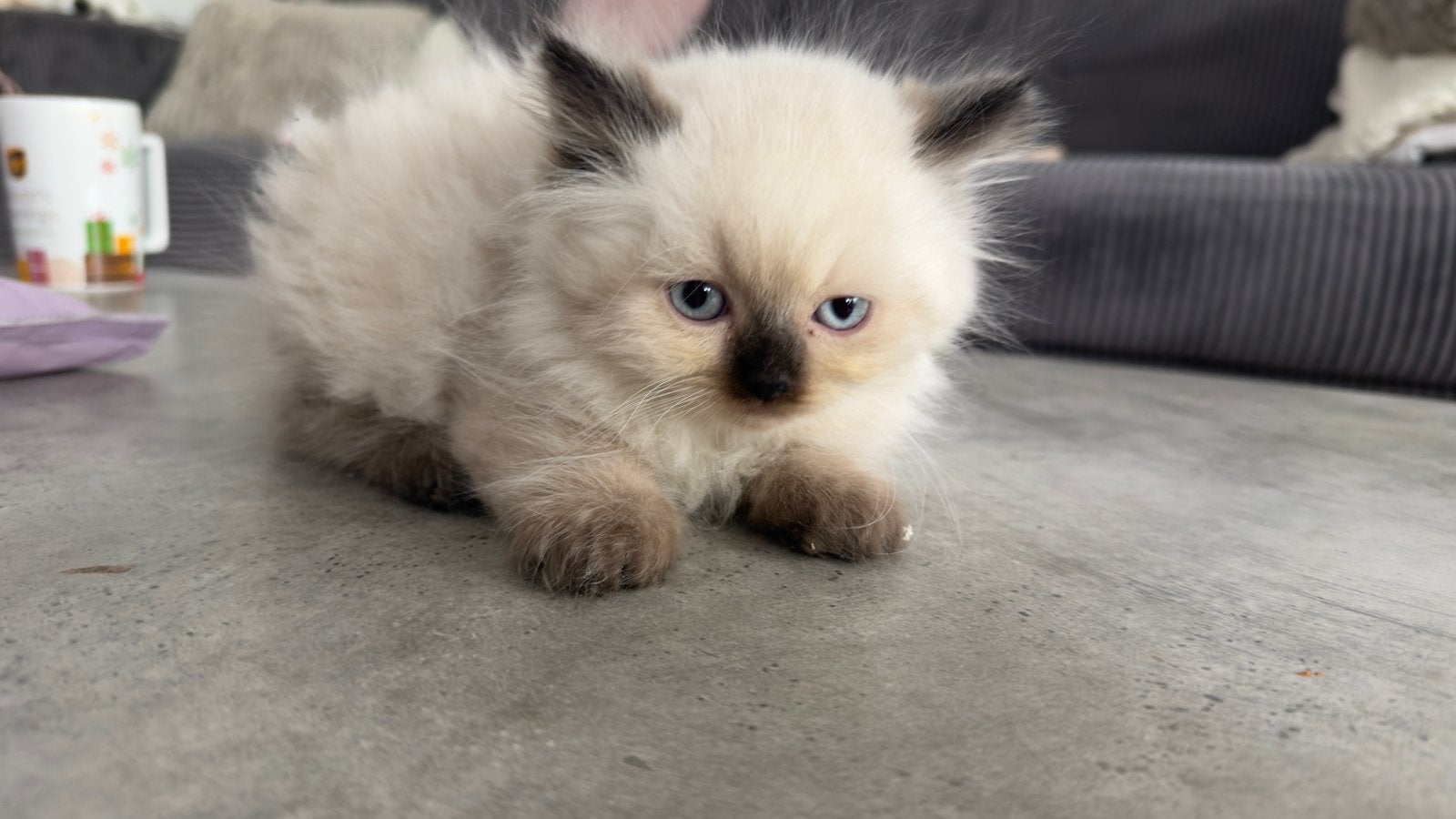 Britse Langhaar kittens, Meerdere dieren