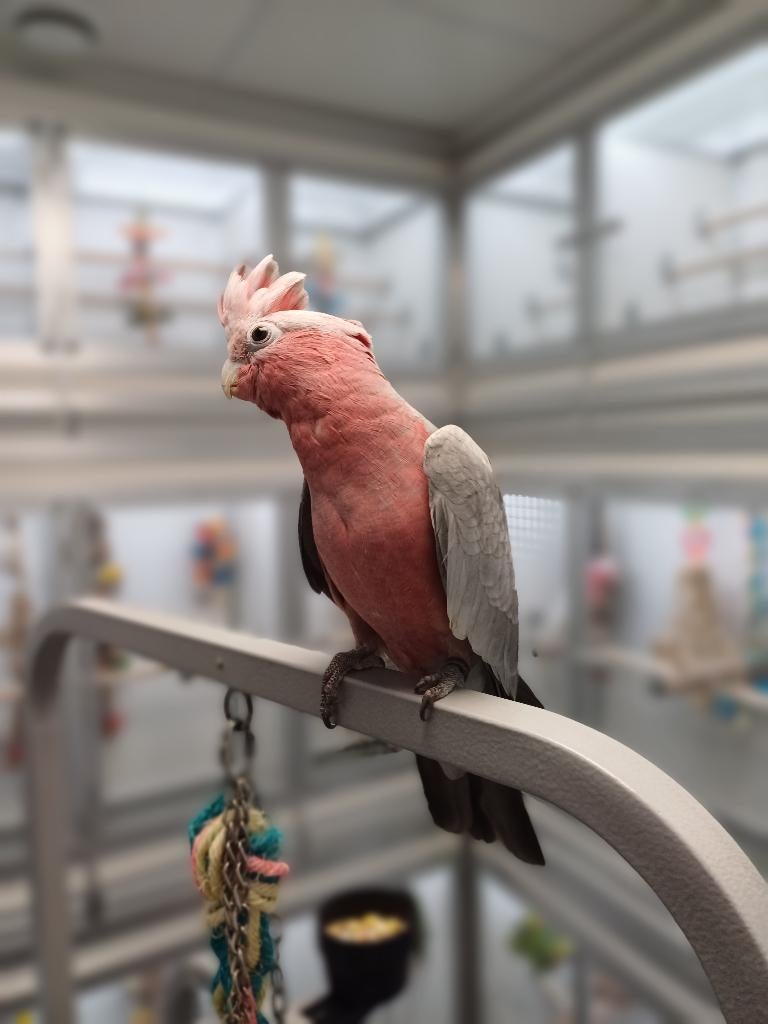 rose kaketoe, Dieren en Toebehoren, Vogels | Parkieten en Papegaaien, Meerdere dieren, Papegaai, Geringd
