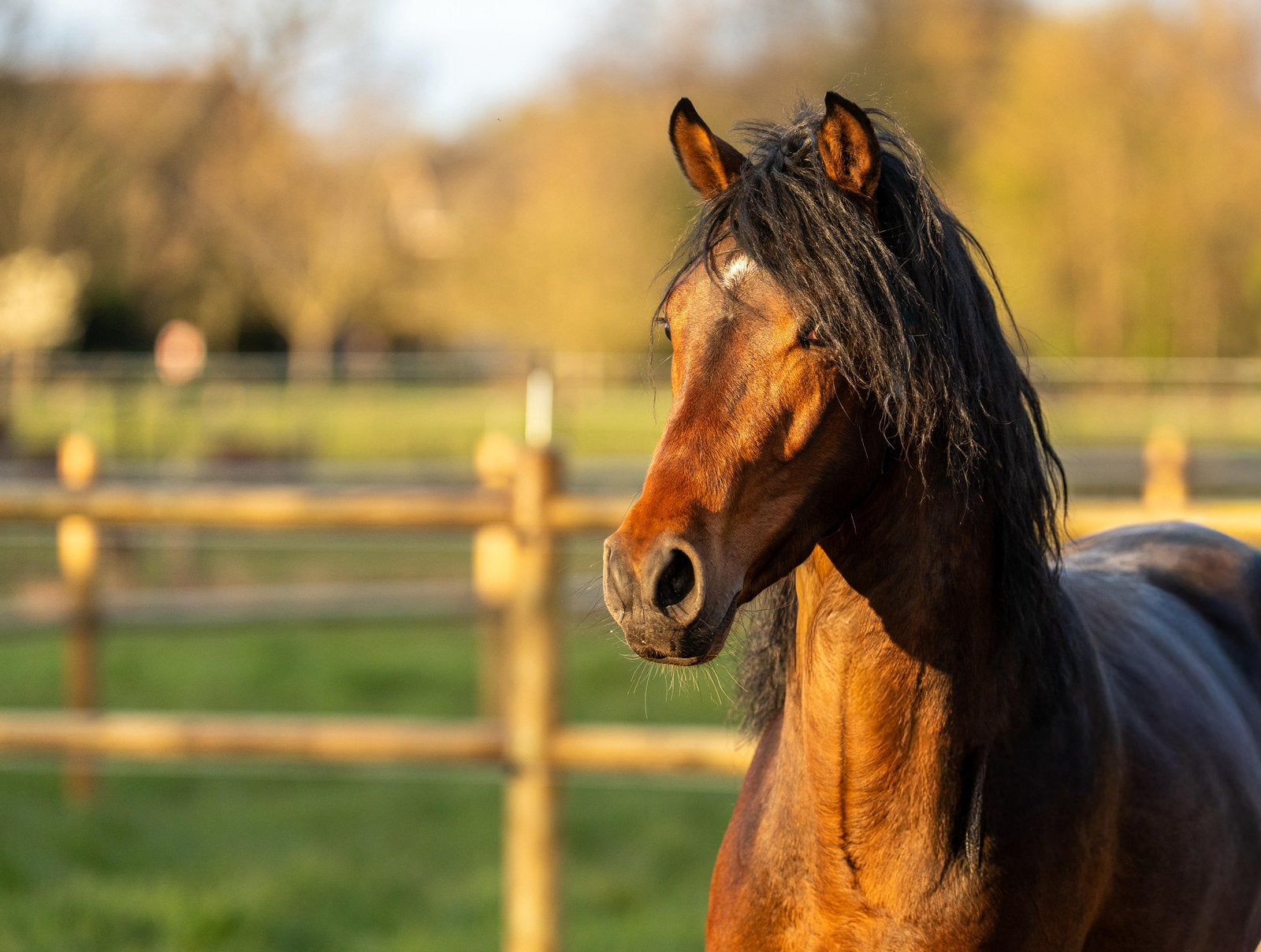 Bloedmooie D pony te koop, Dieren en Toebehoren, Paarden, Springpaard, Minder dan 160 cm, Met stamboom, Ruin