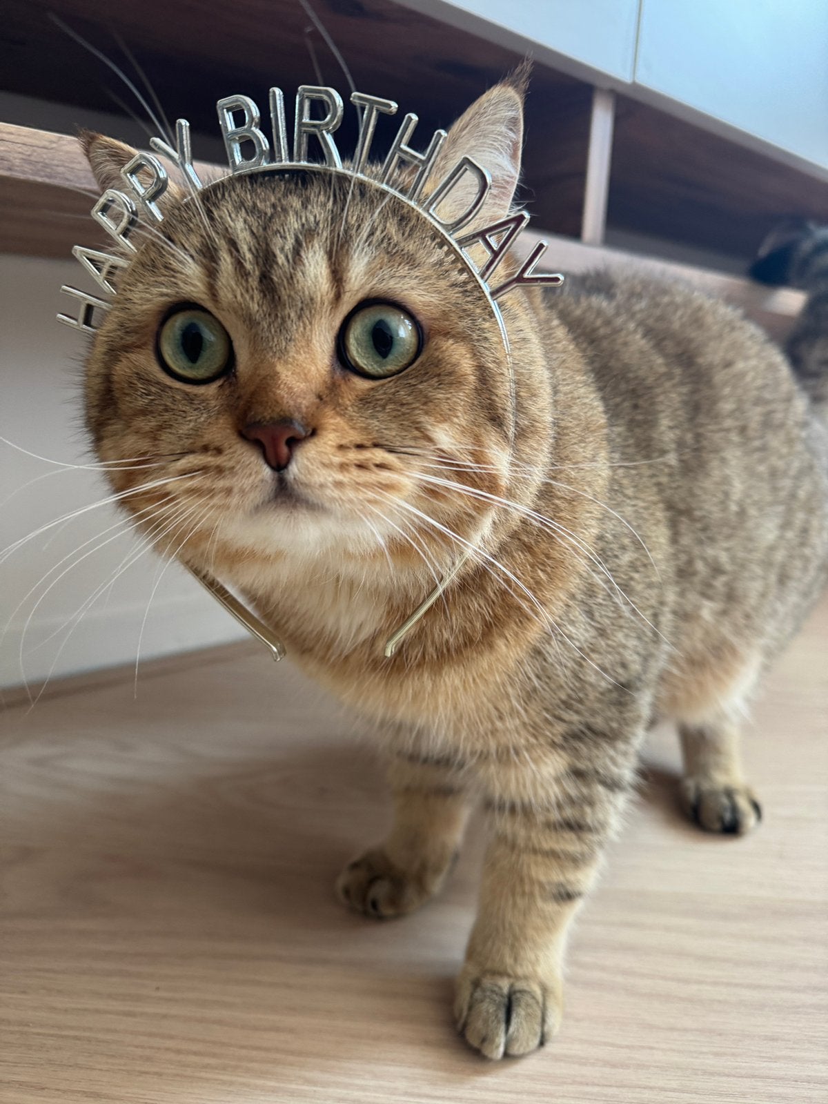 Brits Korthaar dekkater, Kater