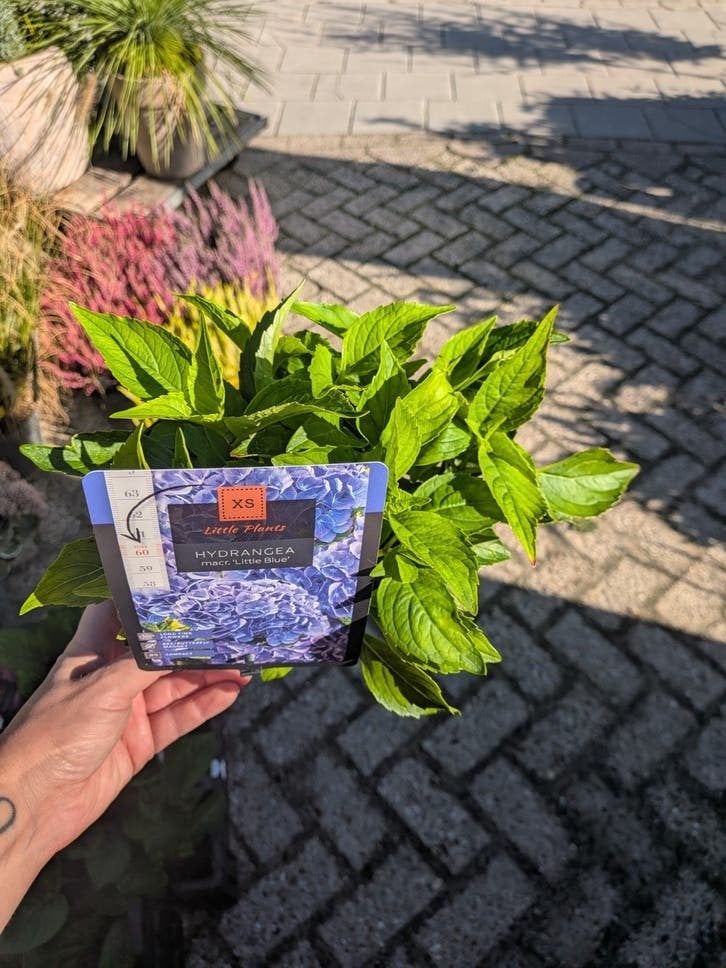 Hortensia little XS, little blue, Tuin en Terras, Vaste plant, Halfschaduw, Zomer, Ophalen