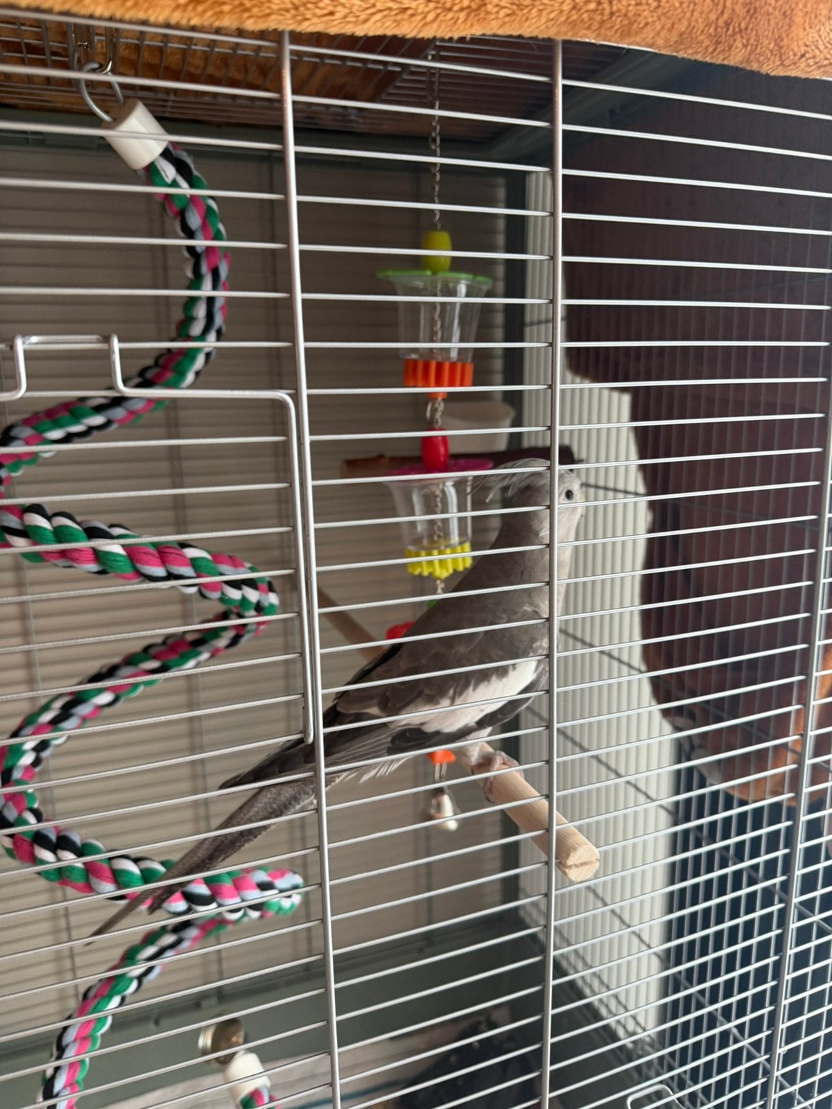 Valkparkiet Grey, Dieren en Toebehoren, Mannelijk, Parkiet, Geringd