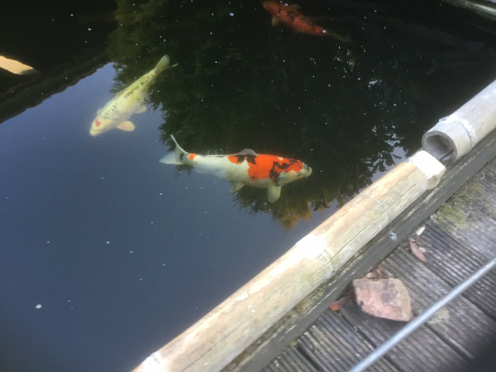 Zeer mooie koi karper rond 60 cm vaste prijs 275 euro, Karper of Koi