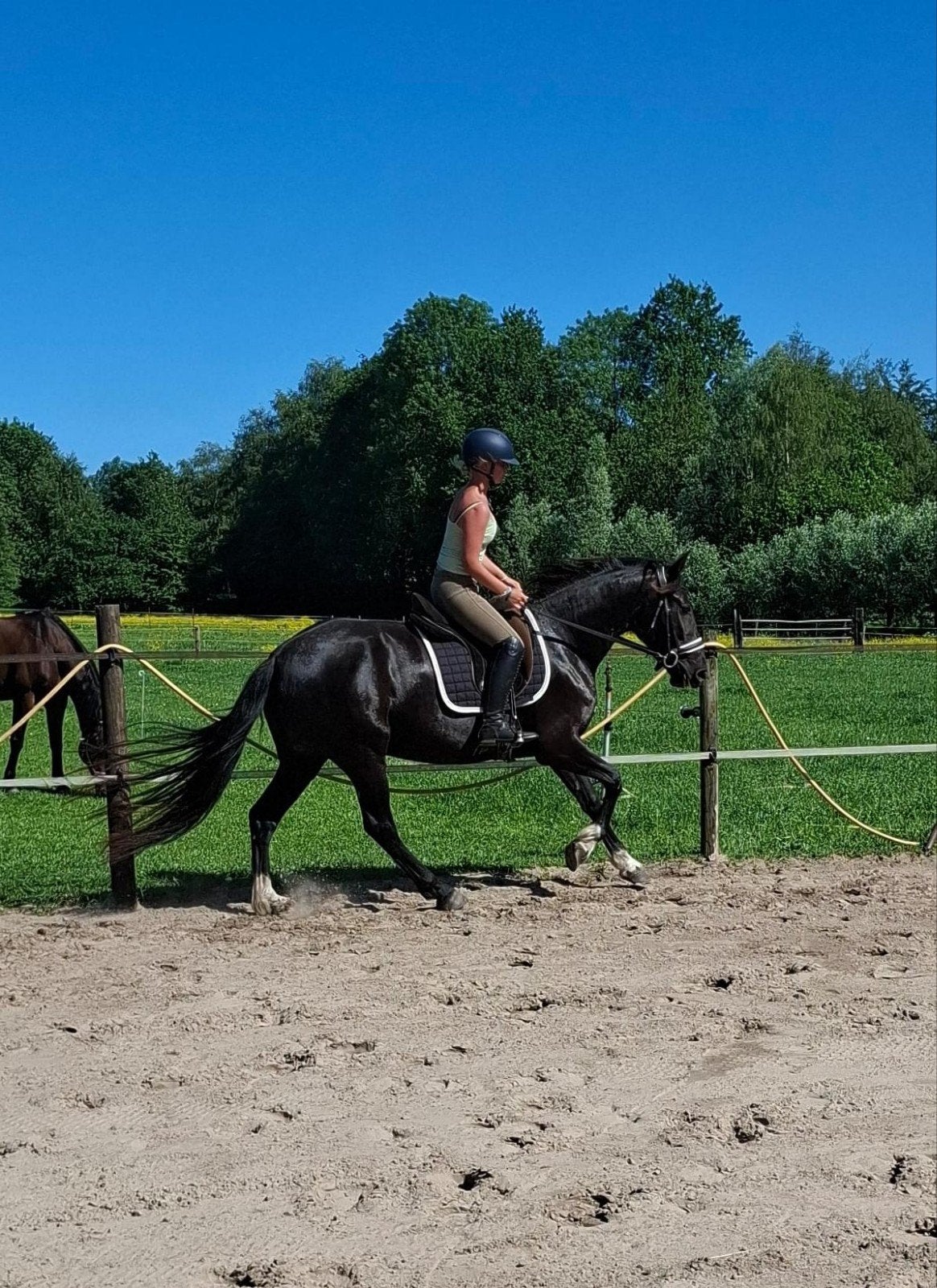 prachtige merrie van 6 jaar, B, Dressuurpaard, 3 tot 6 jaar, 160 tot 165 cm