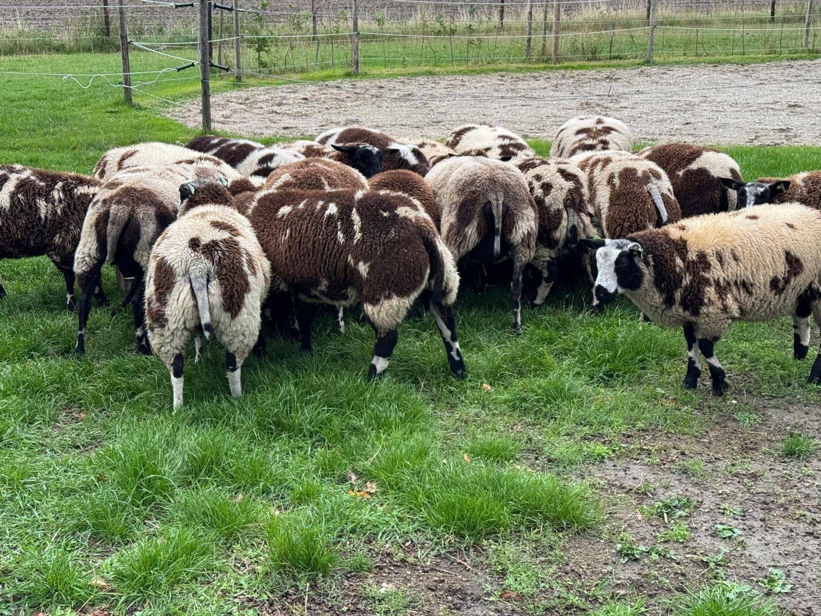 Te koop mooie bonte dekrammen, Dieren en Toebehoren, Mannelijk, Schaap, 0 tot 2 jaar