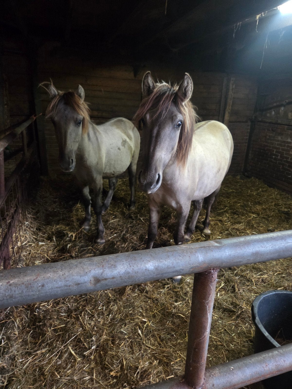 te koop nieuwe advertentie, Merrie, Minder dan 160 cm, 3 tot 6 jaar, Gechipt