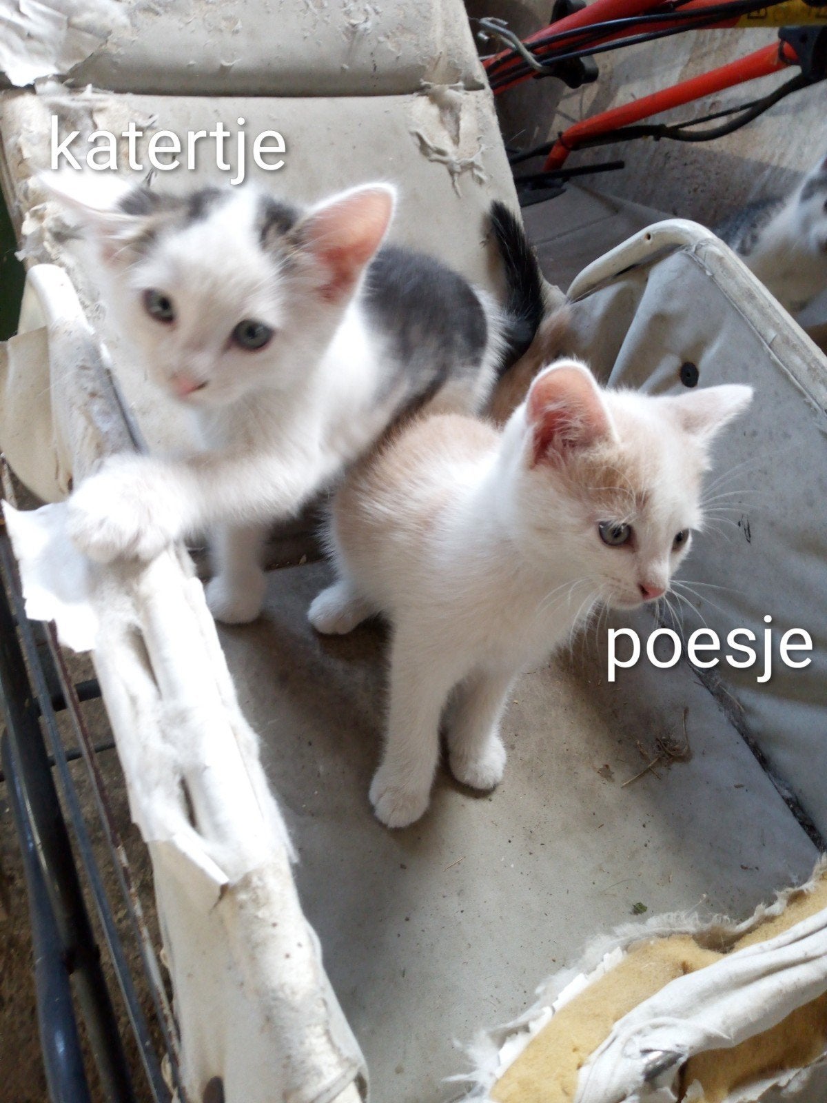 Twee lieve kittens; kerngezond, ontwormd en ontvlooid, Dieren en Toebehoren, Katten en Kittens | Overige Katten, Meerdere dieren