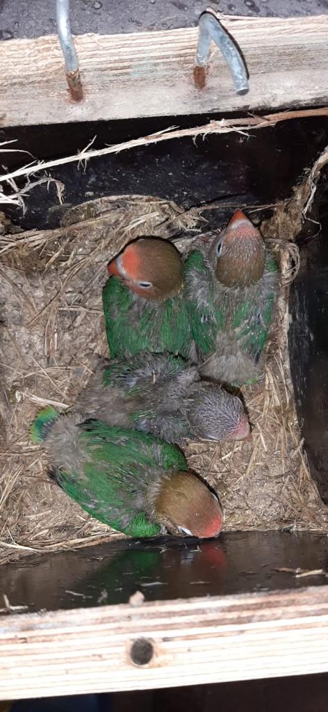 Agapornis fischeri, Dieren en Toebehoren, Vogels | Parkieten en Papegaaien, Geslacht onbekend, Dwergpapegaai of Agapornis, Geringd