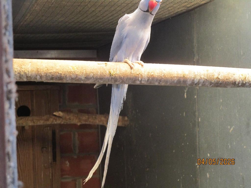 halsband, Geslacht onbekend, Parkiet
