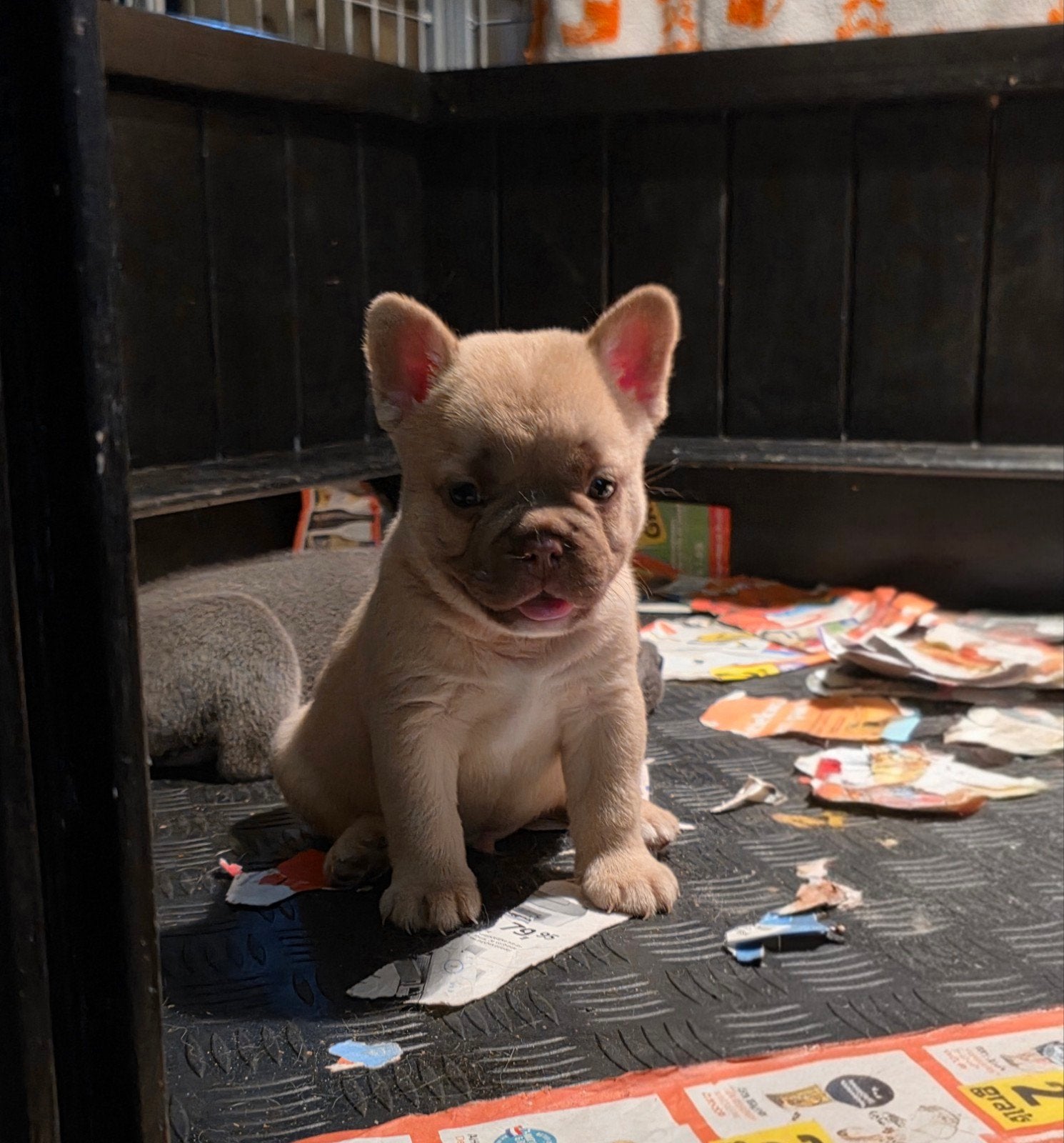 Franse bulldog pups, Dieren en Toebehoren, Honden | Bulldogs, Pinschers en Molossers, Particulier, Reu, 8 tot 15 weken, Buitenland