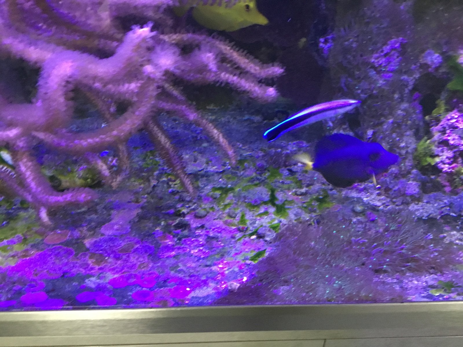 Labroides Dimidiatus poetsvis, Dieren en Toebehoren, Vis, Zoutwatervis