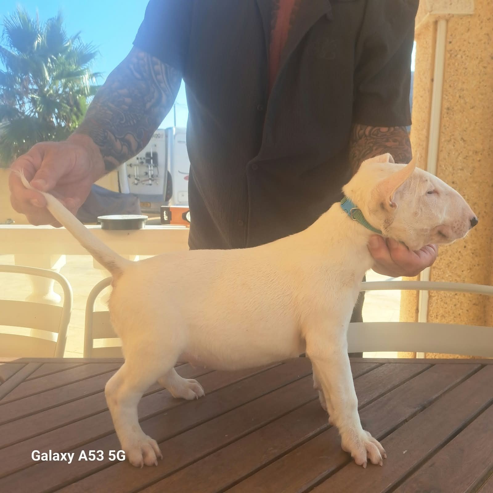 bullterrierteefje met fci stamboom, 8 tot 15 weken, Meerdere, Meerdere dieren, CDV (hondenziekte)