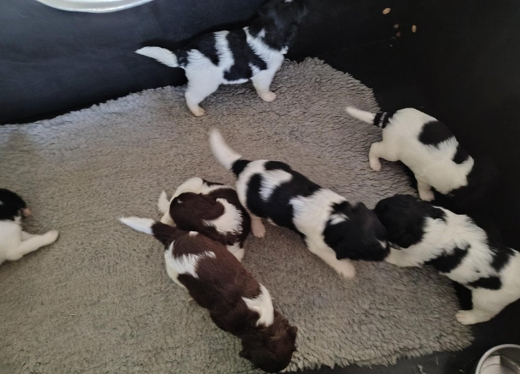 Friese stabij pups, Mannelijk, Overige soorten