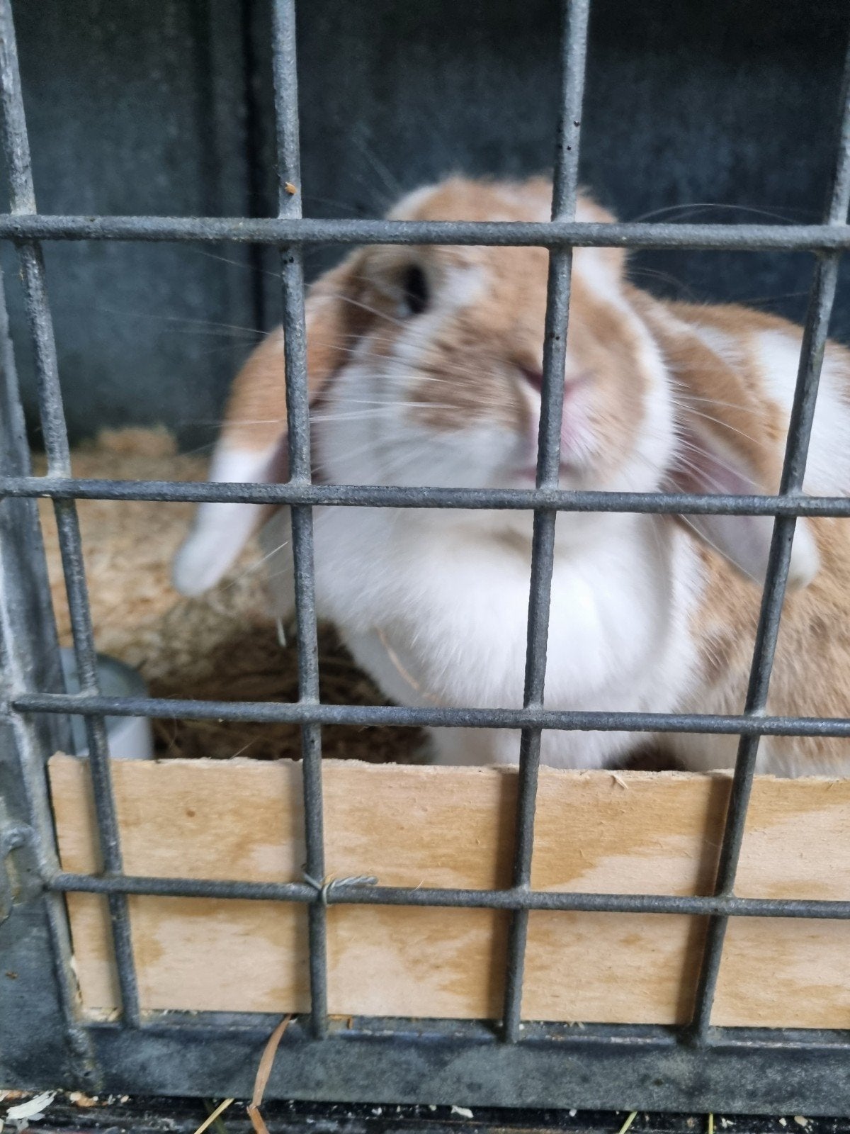 asielkonijnen, Dieren en Toebehoren, Meerdere dieren, Groot