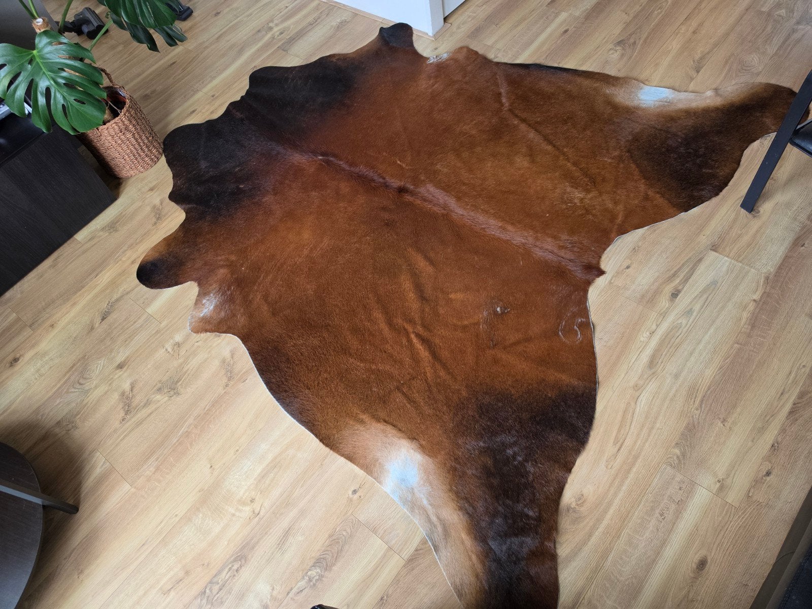 koeienhuid vloerkleed, Ophalen, 100 tot 150 cm, Zo goed als nieuw, 150 tot 200 cm