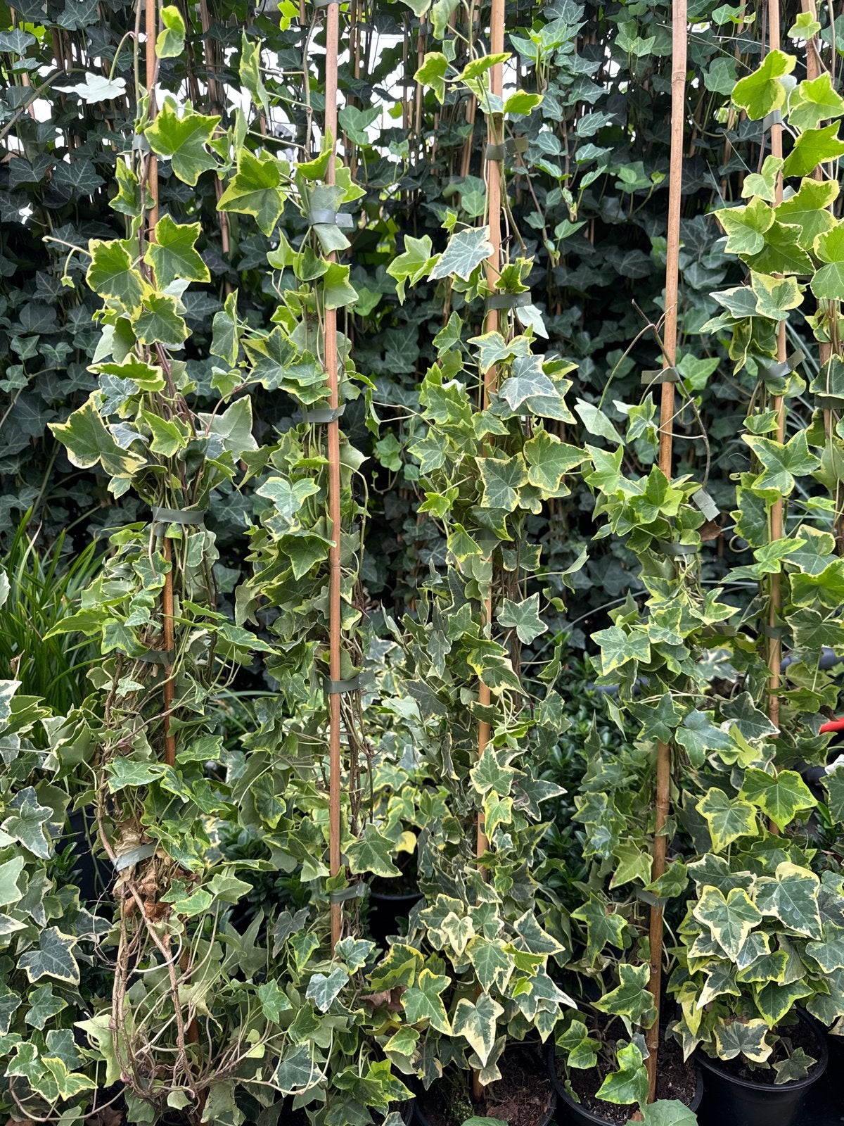 Hedera Goldchild en Hedera Hibernica klimop 80-225 cm, Tuin en Terras, Ophalen