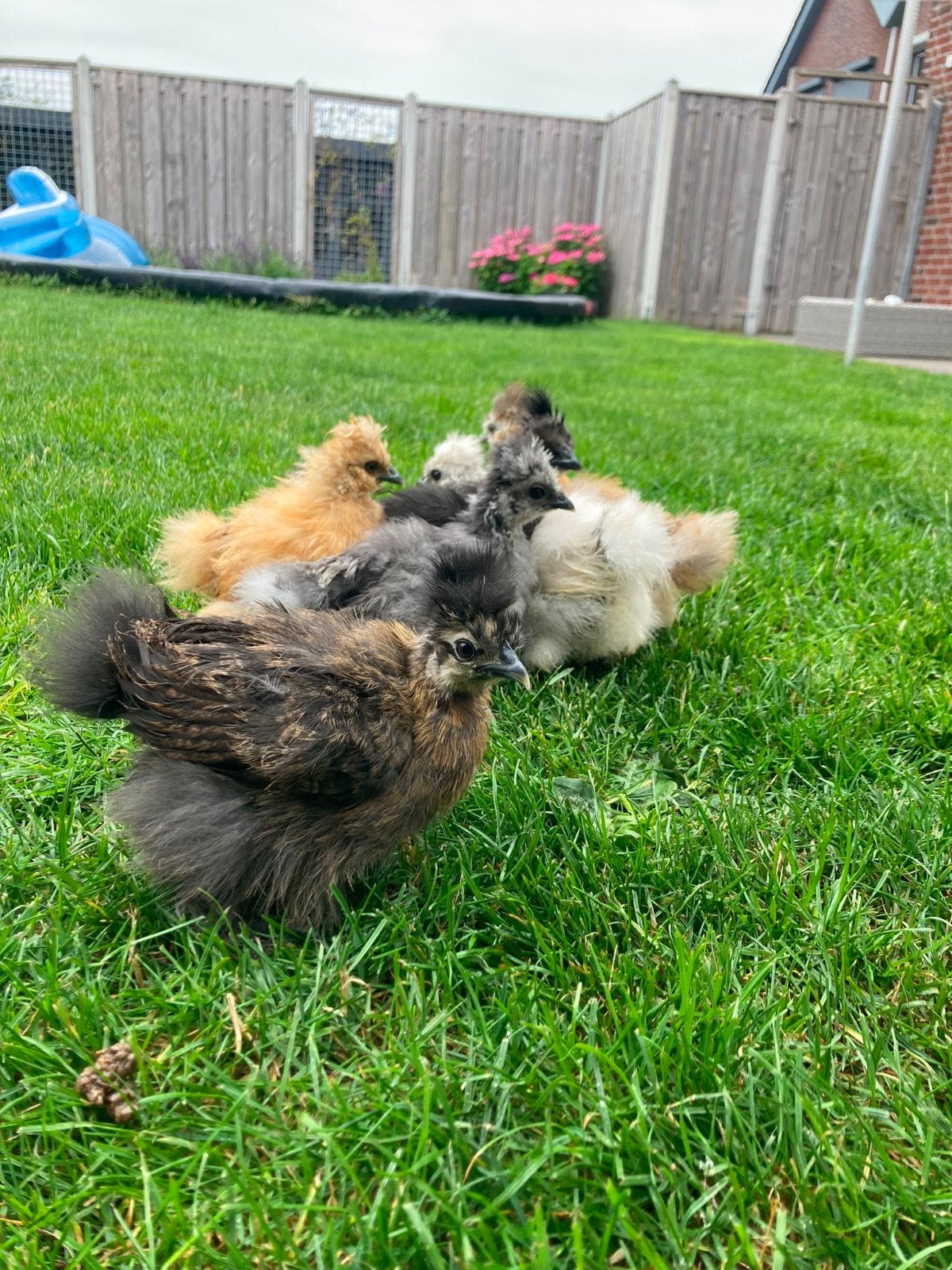 Zijdehoen 8 weken, Dieren en Toebehoren, Pluimvee, Vrouwelijk, Kip