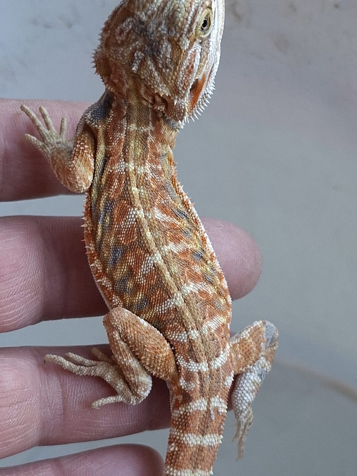 Mooie baardagaam. Bearded Dragon photo 4