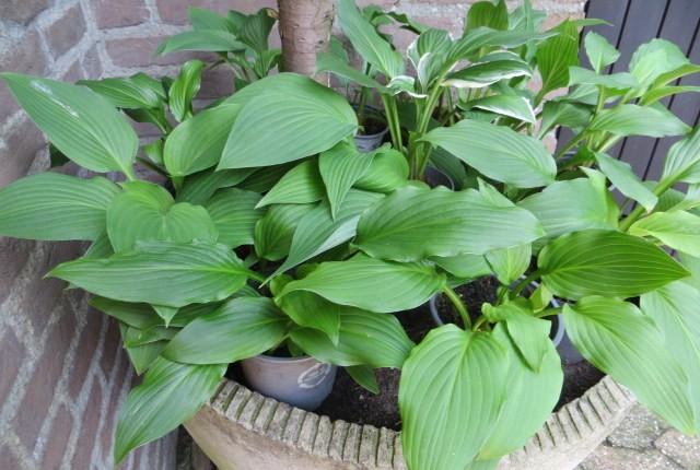 Hosta-s vaste tuin plant per pot 1,00 euro, Tuin en Terras, Planten | Tuinplanten, Volle zon, Vaste plant, Zomer, Ophalen