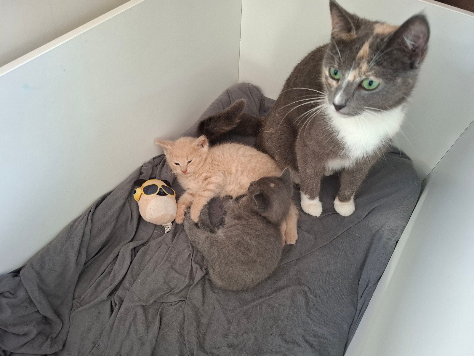 Kittens met erg bijzondere kleuren!, Meerdere dieren, Ontwormd, 0 tot 2 jaar