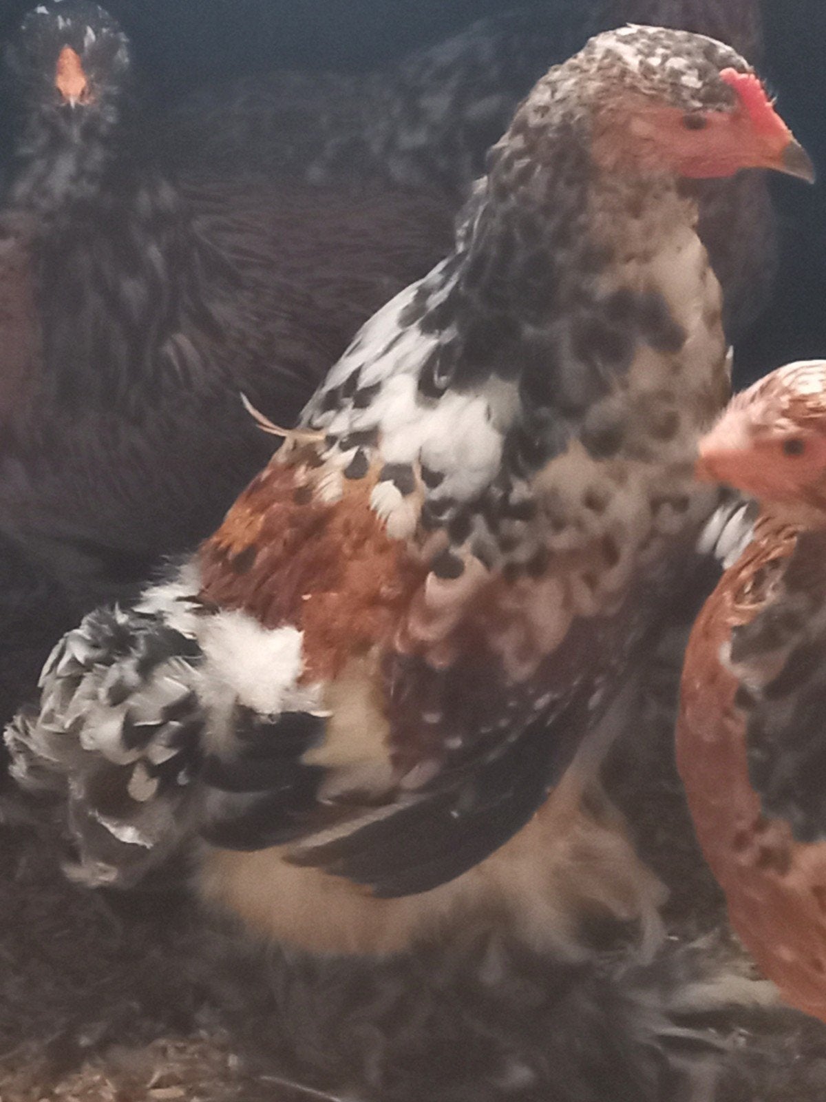 GRATIS, Dieren en Toebehoren, Pluimvee, Mannelijk, Kip