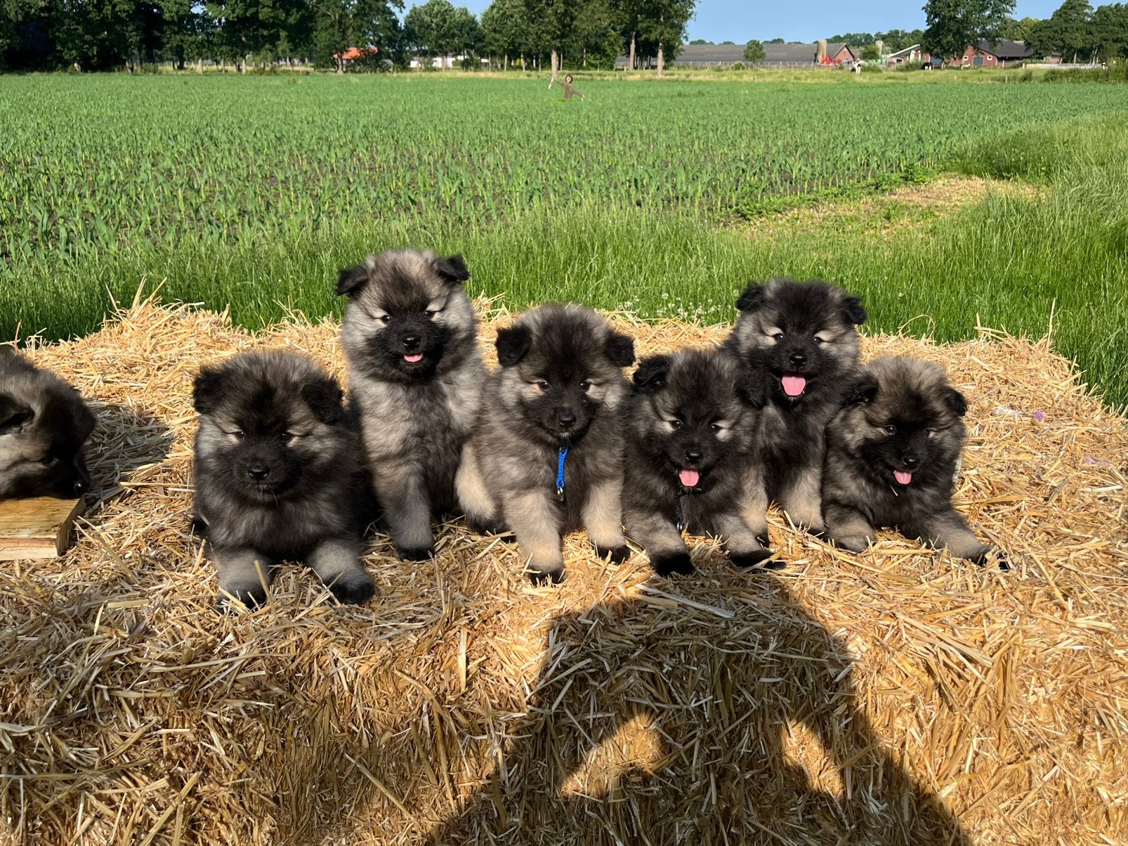 Wolfsgrijze Keeshonden pups, Dieren en Toebehoren, 8 tot 15 weken, Meerdere, Meerdere dieren, Nederland