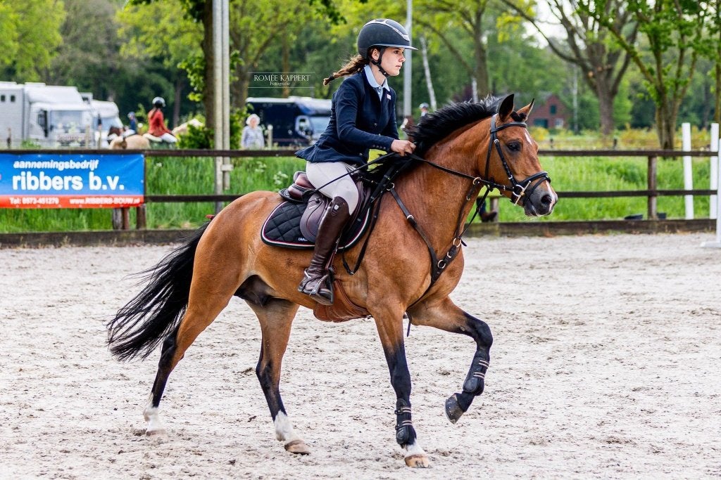Bloedmooie goedgekeurde dekhengst Breukrechts Storm, Dieren en Toebehoren, Springpony, Hengst, 3 tot 6 jaar, D pony (1.37m tot 1.48m)