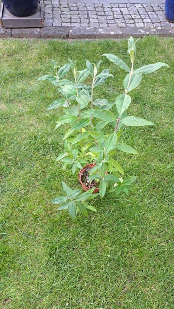 Buddleja  vlinderstruik, Ophalen, Vlinderstruik, Minder dan 100 cm