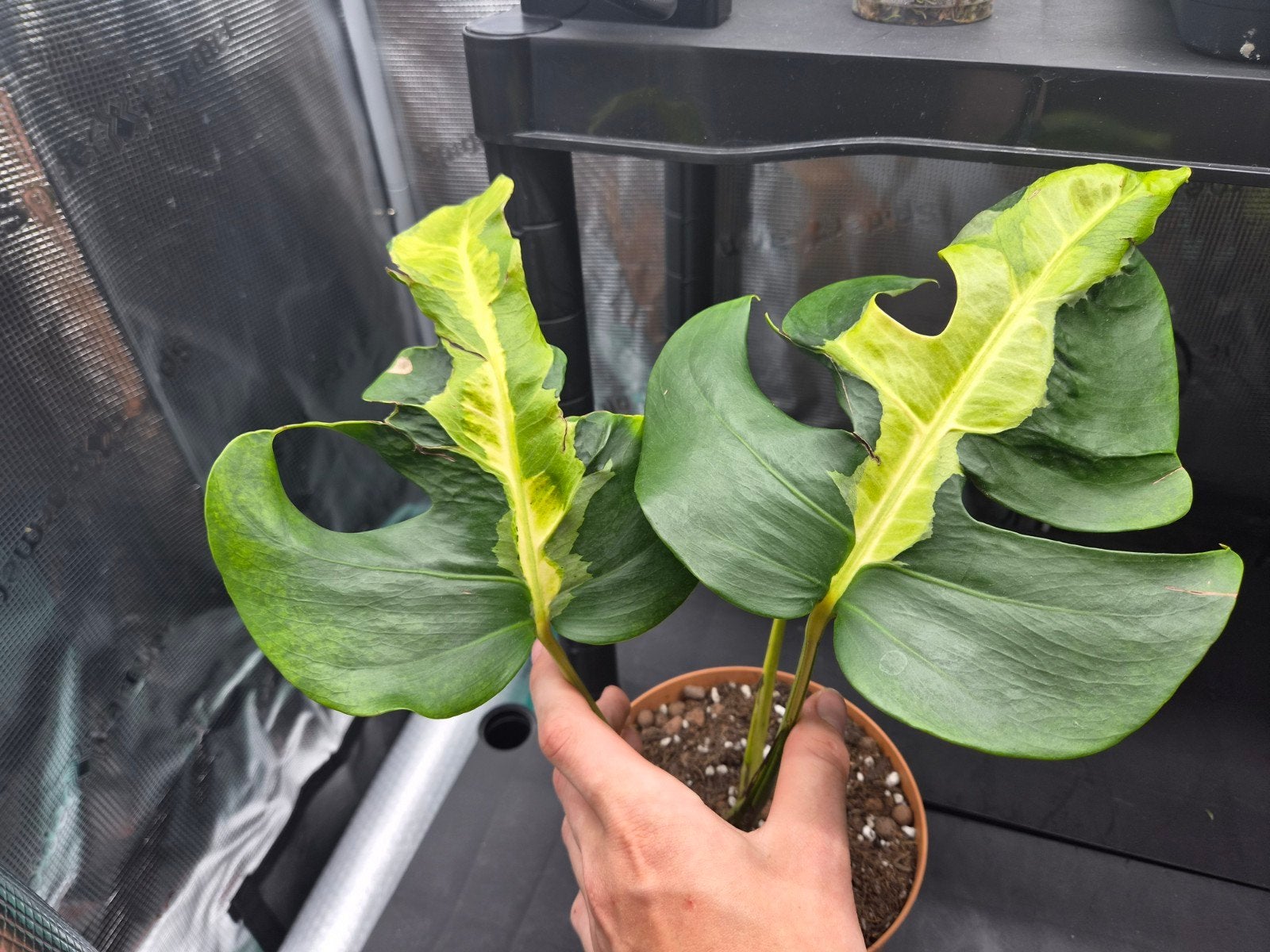 Monstera White lava, Overige soorten, In pot, Minder dan 100 cm, Bloeiende kamerplant