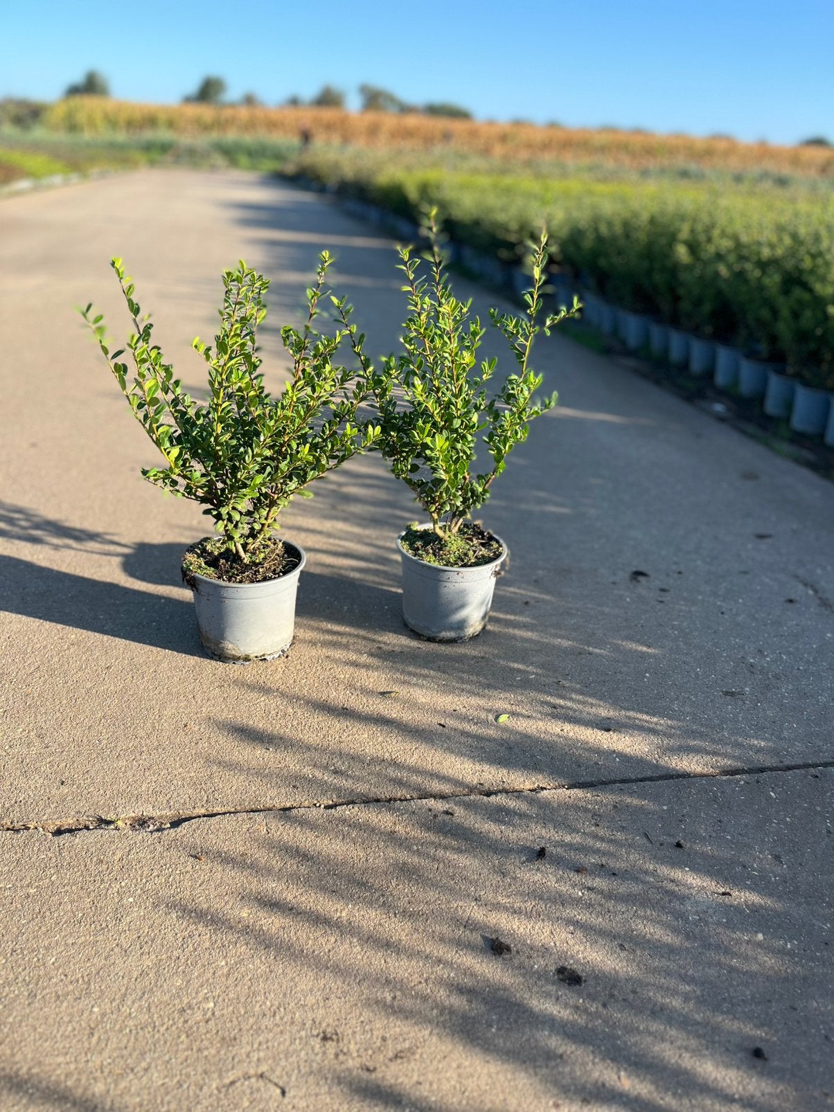 Foto 4 van Japanse Hulst - Ilex crenata - Buxusvervanger