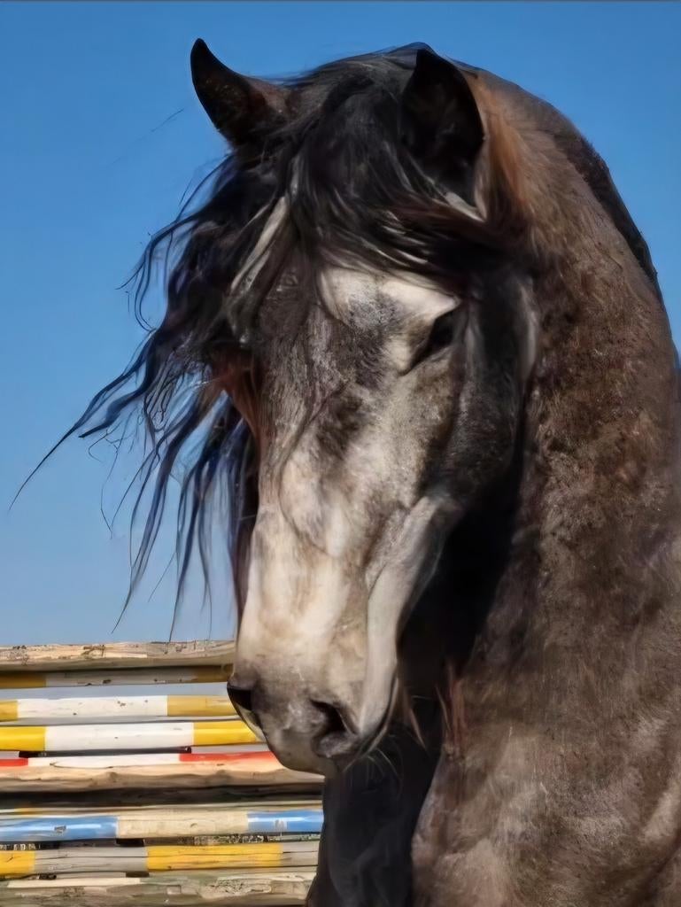 Mooie Lusitano's Hengst, Merrie, veulen, jaarling en 2jaar, Dieren en Toebehoren, Paarden, 0 tot 2 jaar, Dressuurpaard, Met stamboom
