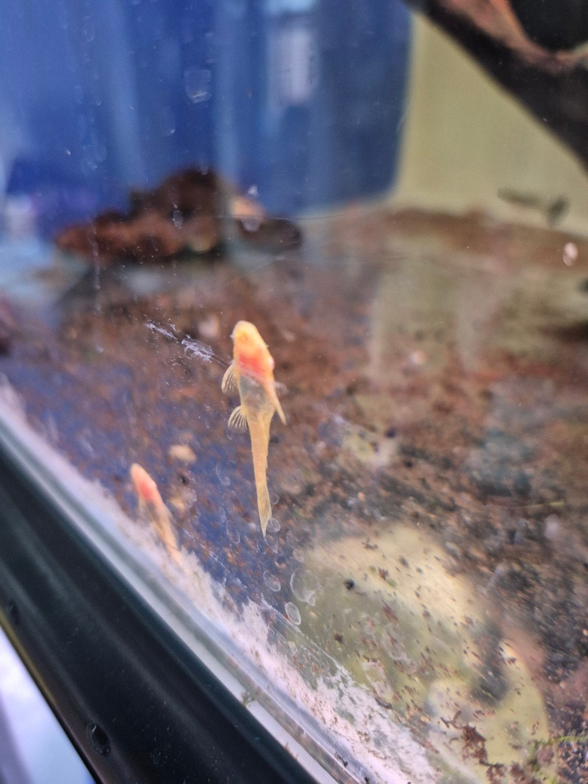 albino algeneters., Dieren en Toebehoren, Vis, Zoetwatervis