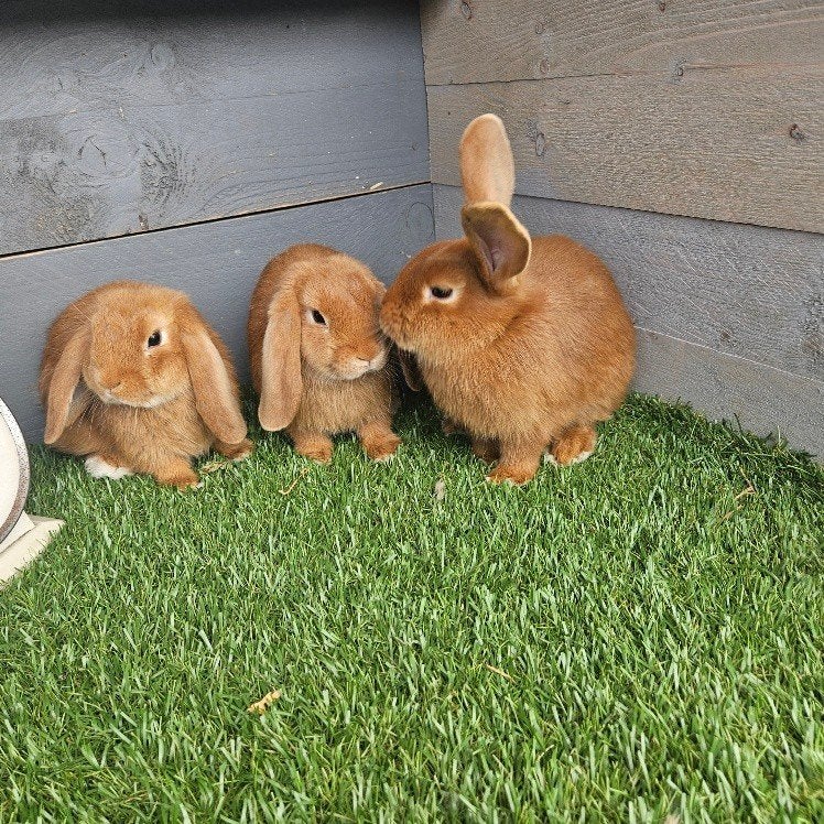 Thrianta rammen en Nederlandse Hangoor Dwerg (NHD) voedsters, Dieren en Toebehoren, Konijnen, Meerdere dieren, Dwerg, Hangoor