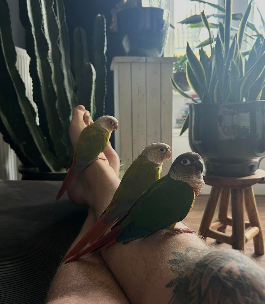 Prachtige pyrrhura’s!, Dieren en Toebehoren, Meerdere dieren, Parkiet