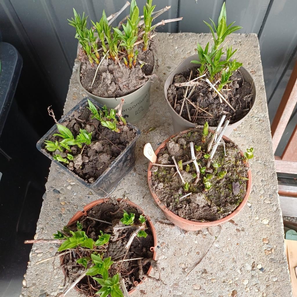 Meekrap plant (rubia tinctorum), verfplant, zelfvoorzienend, Vaste plant, Halfschaduw, Lente, Ophalen