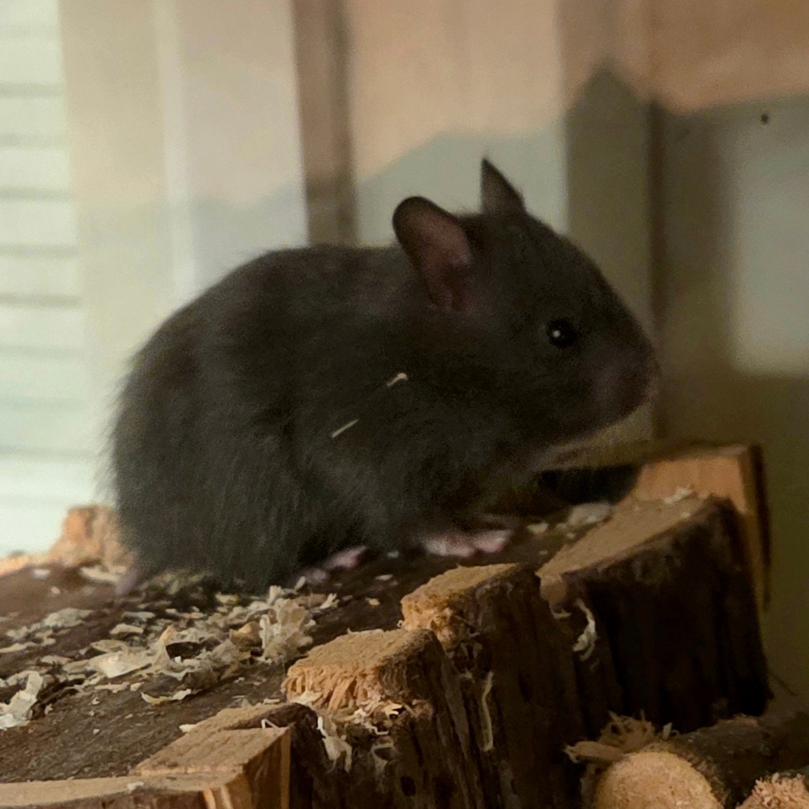 syrische langharige goudhamster, Dieren en Toebehoren, Knaagdieren, Augustus, Vrouwelijk, Hamster