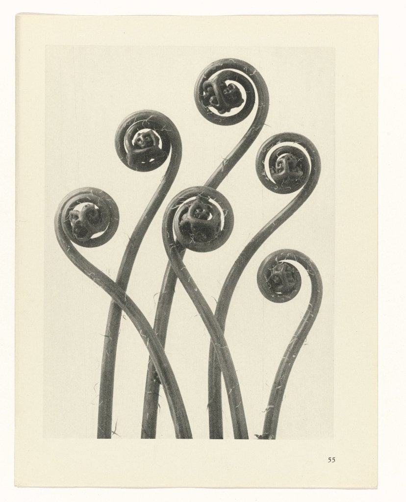 Karl Blossfeldt posters kopen - prachtige kunst, Artig.nl, Papier/karton, Nieuw, Artig.nl