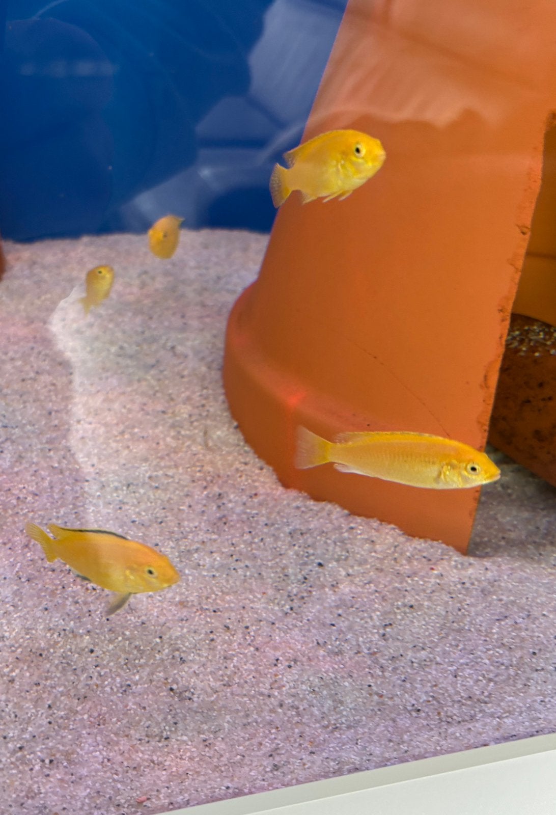 malawi cichliden labidochromis caeruleus yellow geel, Dieren en Toebehoren, Vissen | Aquariumvissen, Vis, Zoetwatervis, Schoolvis