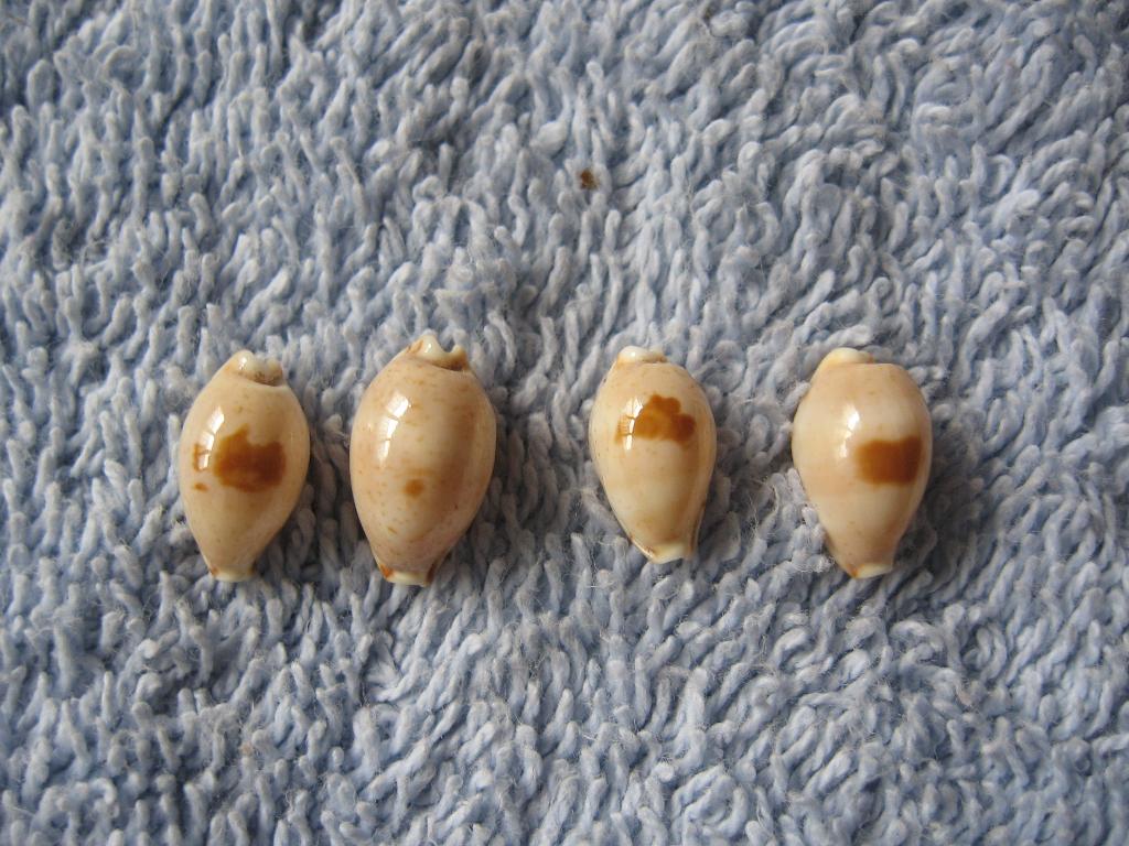 Schelpen: Cypraea contaminata S gem 10-12mm, Verzenden, Schelp(en)
