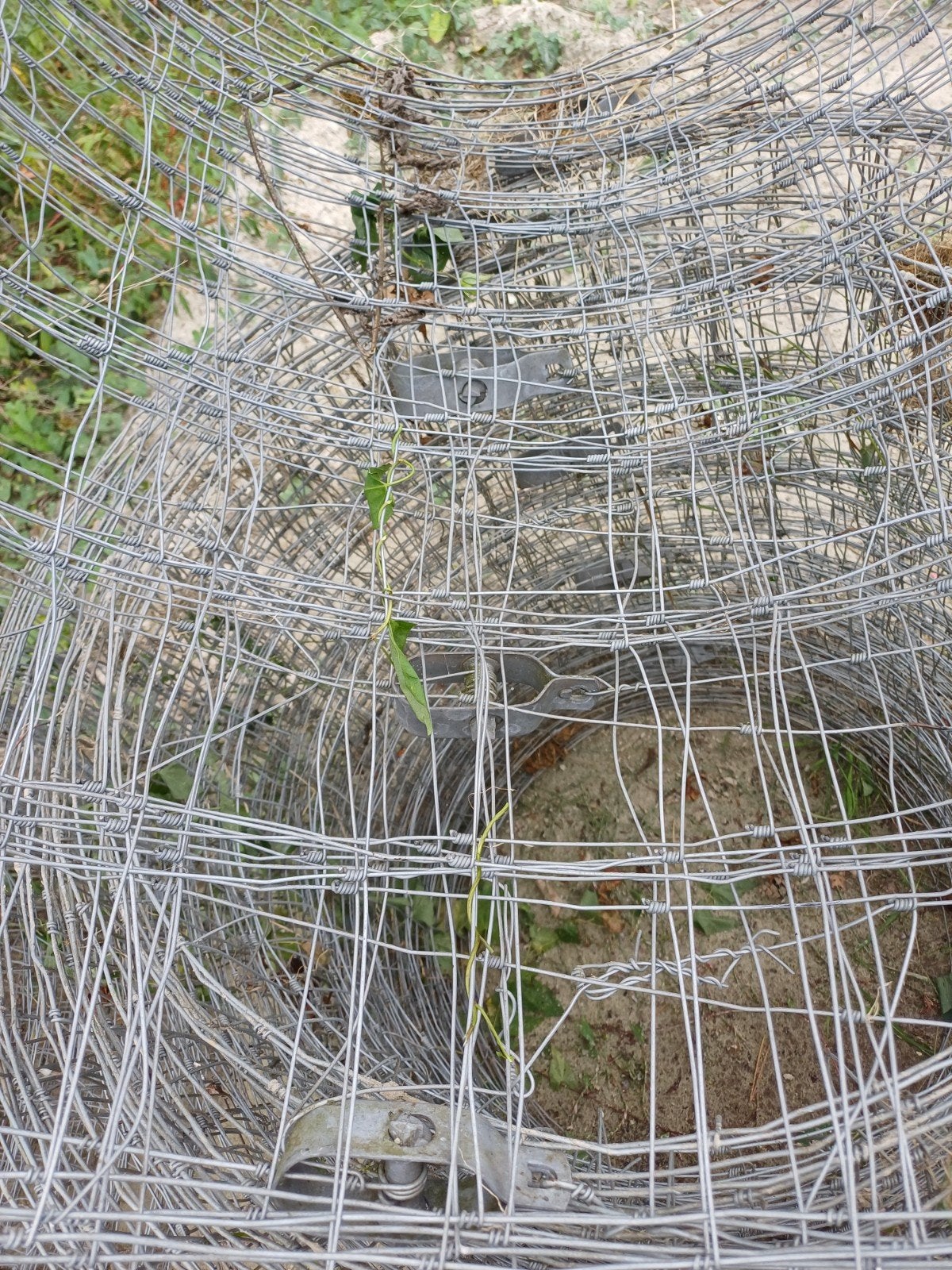Gaas 80 cm hoog, ca. 175-200 meter lang, Ophalen of Verzenden