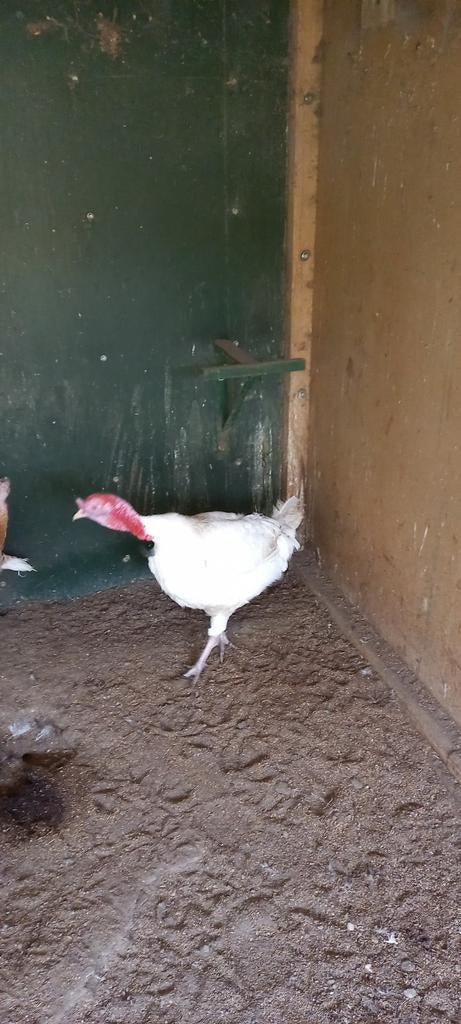 Broedeieren van albino rode ardenner kalkoen, Dieren en Toebehoren, Pluimvee, Geslacht onbekend, Kalkoen