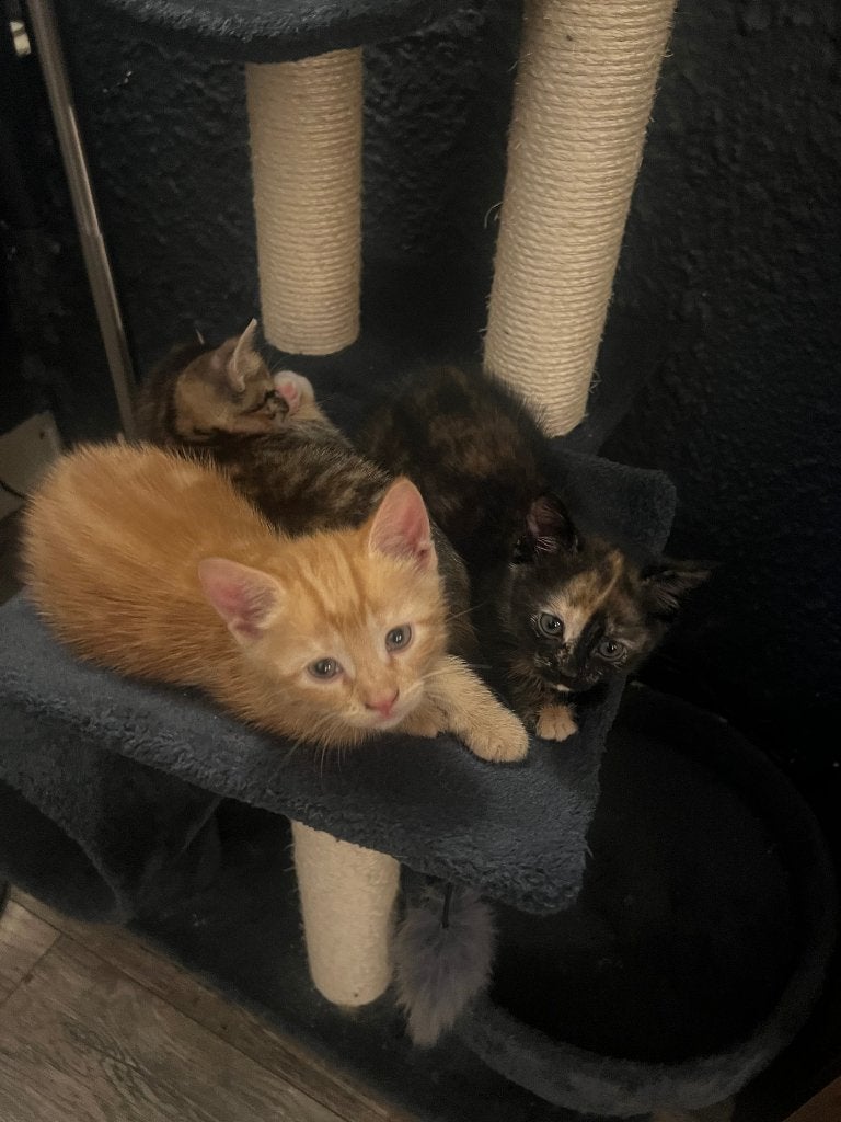 Twee poesjes europese korthaar, Dieren en Toebehoren, Katten en Kittens | Raskatten | Korthaar, Poes, 0 tot 2 jaar