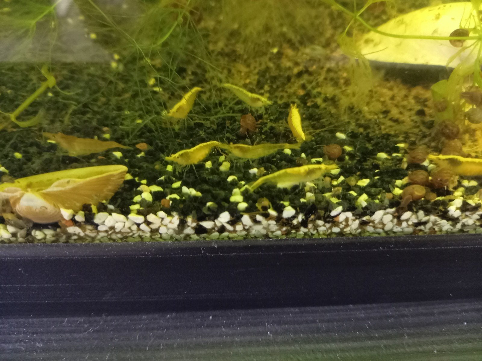 Gele garnalen, Kreeft, Krab of Garnaal