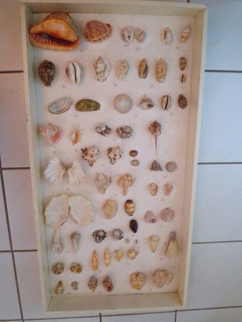 Verzameling 60 schelpen in bak, Verzamelen, Ophalen, Schelp(en)