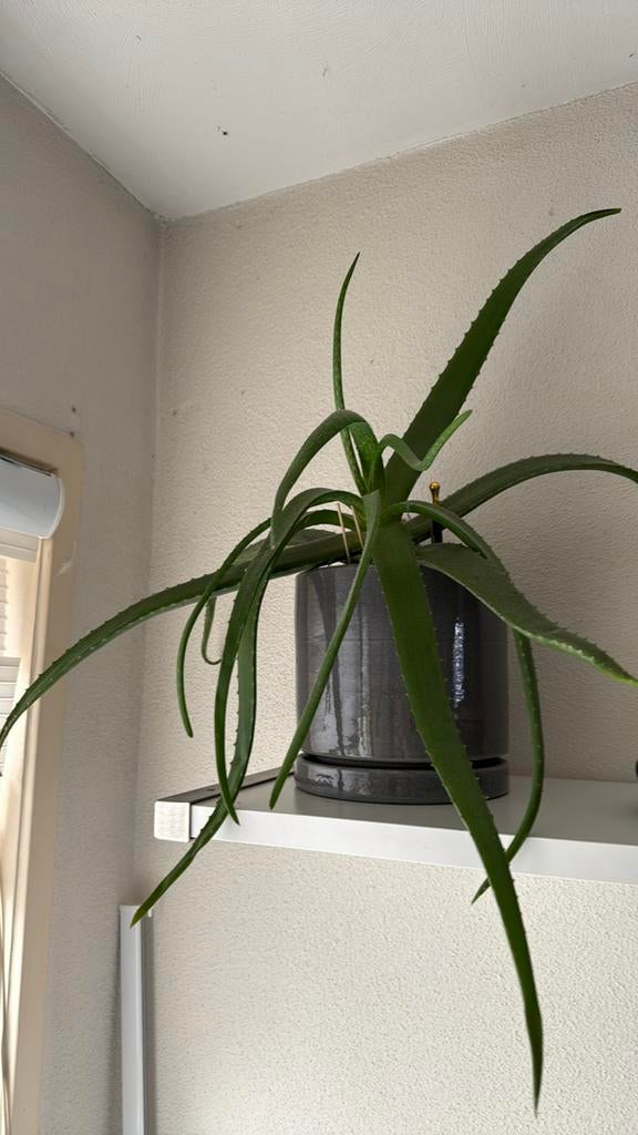 Grote Aloë Vera plant in stijlvolle pot, Ophalen, Vetplant, In pot, Minder dan 100 cm