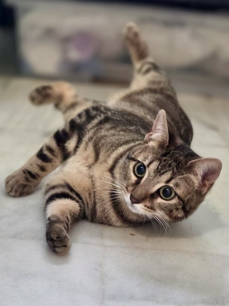 ACE: Sisi weet goed wat ze wil!, Poes, Kortharig, 0 tot 2 jaar