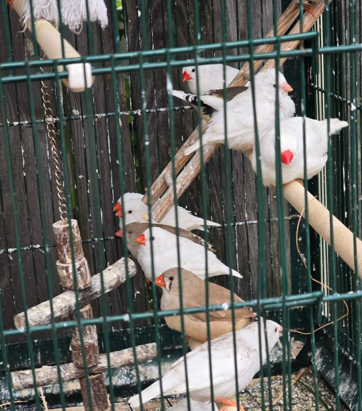 zebravinken, Meerdere dieren, Tropenvogel