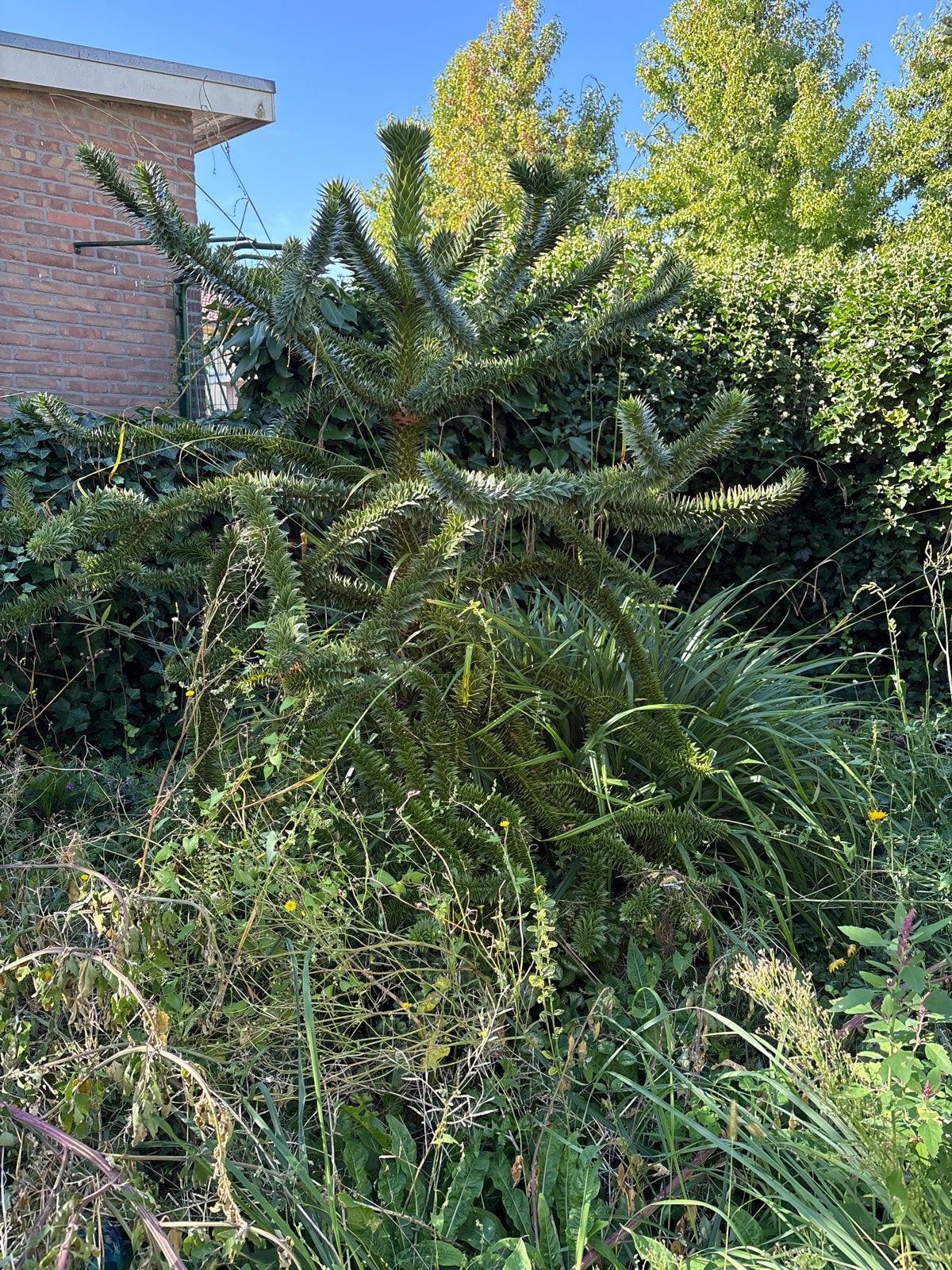 Apenboom - Araucaria araucana zelf uitgraven, Overige soorten, Volle zon, Vaste plant, Ophalen of Verzenden