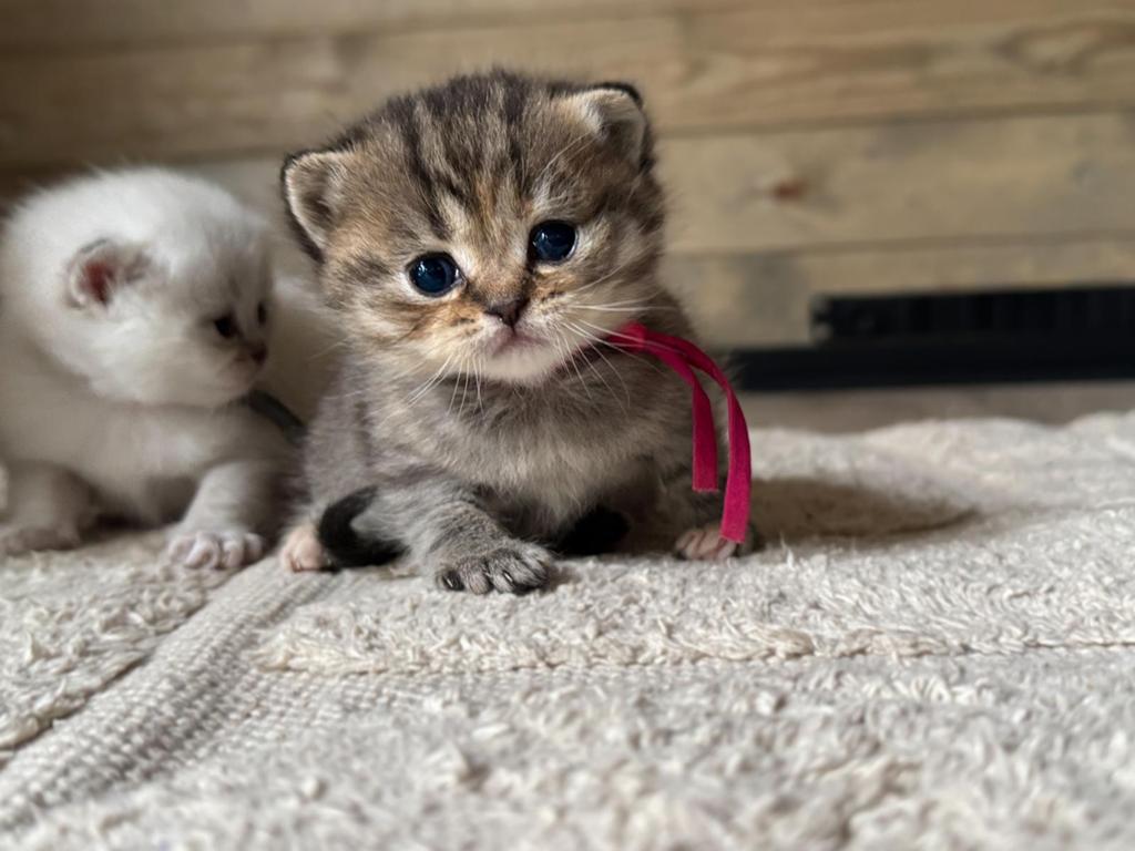 Brits/Britse Korthaar kittens – exclusieve kleuren 🐾, Meerdere dieren, Gechipt
