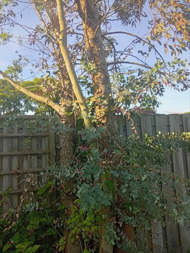 Grote Eucalyptusboom moet gekapt worden, Tuin en Terras, Ophalen, Volle zon, Overige soorten